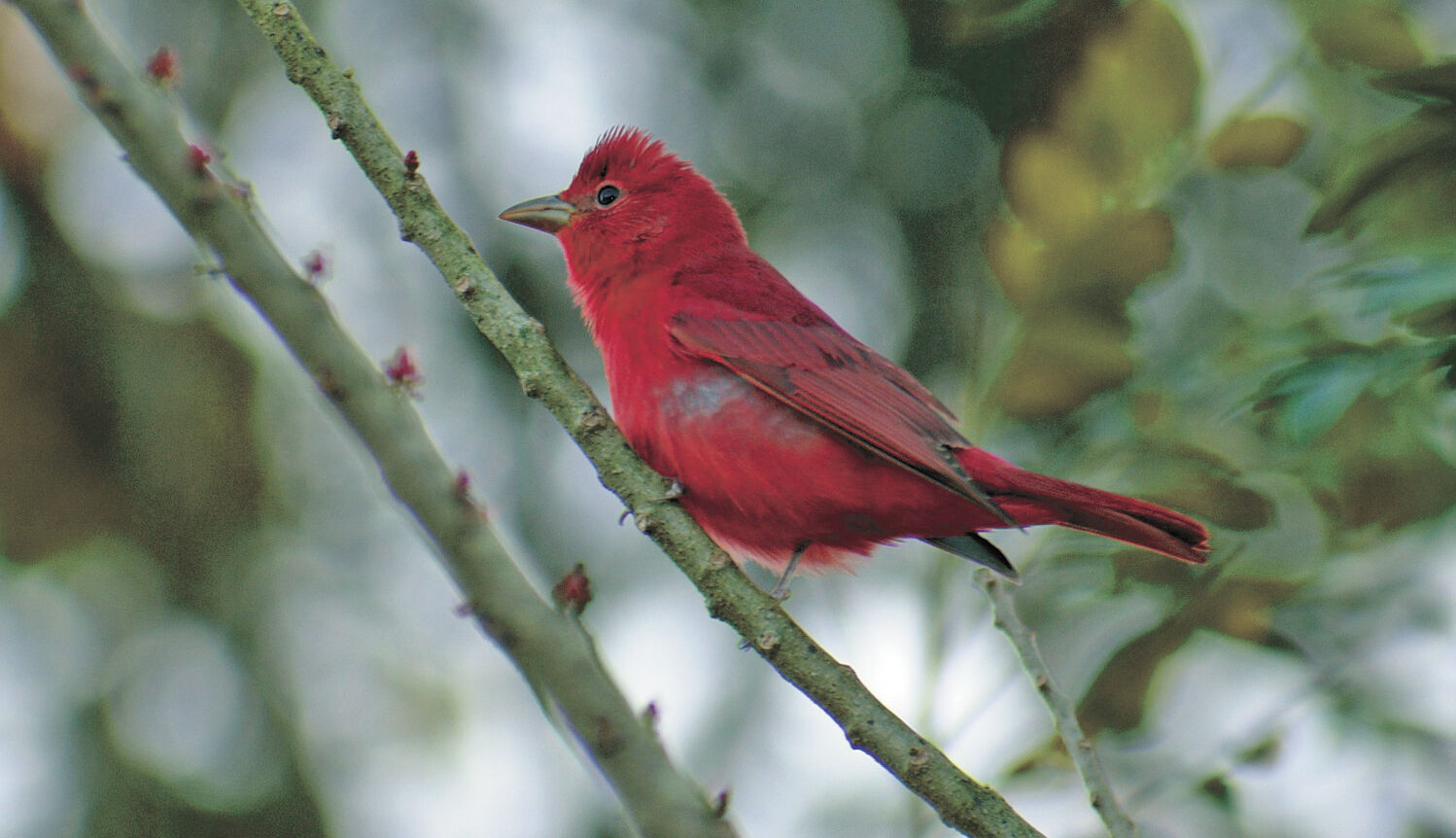 p 20200506 COMMUNITY – BIRD COLUMN – SummerTanager